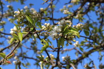 Many white  flowers bloomed on the pear tree in the garden in the spring