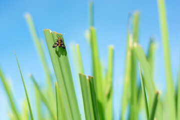 insect on a green grass