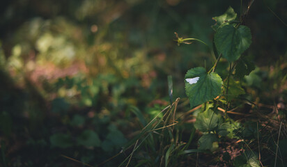 a white butterfly sitting on a green leaf. Pieris brassicae insect in spring season