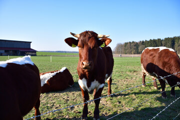 Braune Kühe auf der Wiese