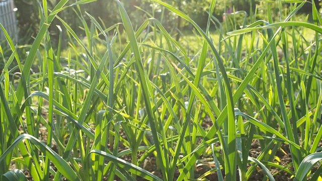 Garlic seedbed in homemade garden in HD VIDEO. Patch of green garlic plants (Allium sativum) growing in farm. Close up. Organic farming, healthy food, BIO viands, back to nature concept.