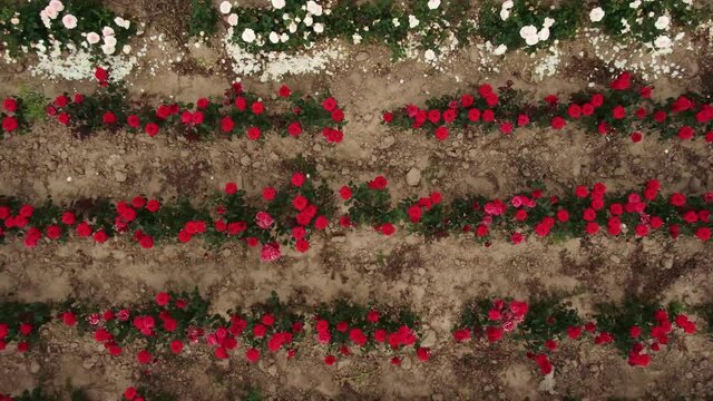 Flying over roses on a field of different colors