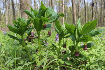
Dark belladonna flowers bloom in the spring forest
