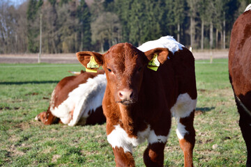 Braunes Kalb auf der Wiese sieht interessiert zu