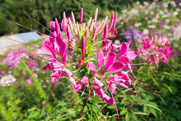 Cleome spinosa