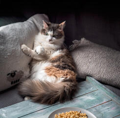 Fototapeta na wymiar Fluffy tortoiseshell cat sits on a davan leaning on knitted pillows near
