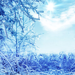 Winter background with icy branches in the foreground