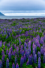 Naklejka premium a field of Lupinus in Skalanes, near Seydisfjordur, Iceland during a cloudy summer day