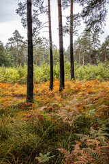 Obraz premium autumn in the forest