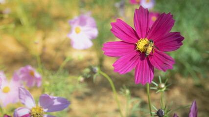 Fototapeta premium Beautiful cosmos flowers blooming in garden