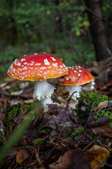 amanita muscaria fly mushroom