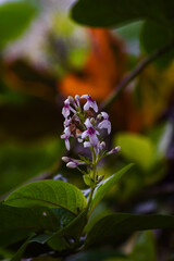 Clusters of small flowers