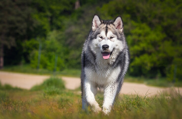 portrait big dog alaskan malamute