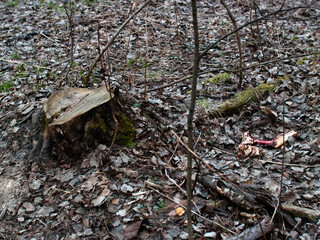 bone and animal meat in the forest in spring