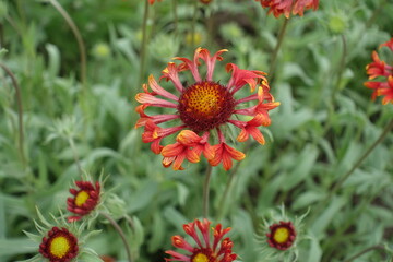 Close view of red and yellow flower of Gaillardia Fanfare in May