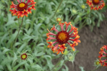Red and yellow flower of Gaillardia Fanfare in May