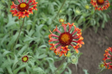 Red and yellow flower of Gaillardia Fanfare in May