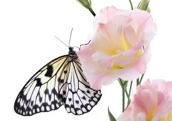 Beautiful rice paper butterfly sitting on eustoma flower against white background