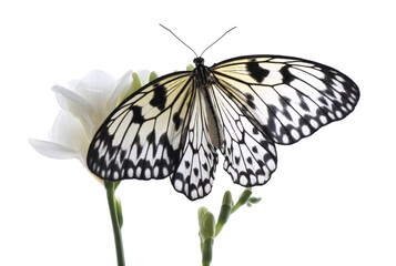 Beautiful rice paper butterfly sitting on freesia flower against white background
