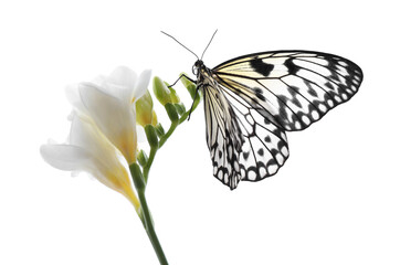 Beautiful rice paper butterfly sitting on freesia flower against white background