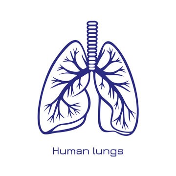 Stylized human lungs. Minimalist design logo of human lungs. Vector illustration.