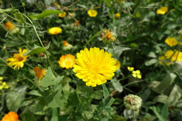 Bright yellow flower head of Calendula officinalis in July