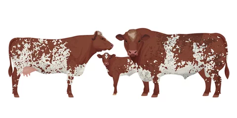 Fotobehang Set Bull, Cow, Calf. Shorthorn - The Best Beef Cattle Breeds. Farm animals. Vector Illustration. © happy_job