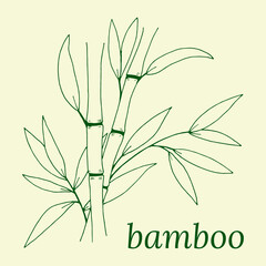Hand drawn illustration with bamboo stem and leaves. Set of bamboo tree leaves. Hand drawn botanical collection.