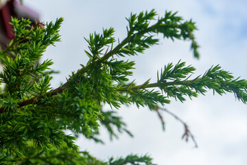 Green branch of pine needles; blurred background,  selective focus; close-up plant; Carpathians Mountains,  Bucegi National Park