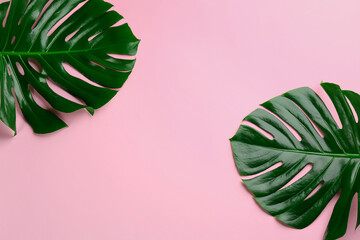 Beautiful monstera leaves on pink background, flat lay with space for text. Tropical plant © New Africa