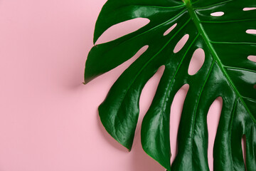 Beautiful monstera leaf on pink background, top view. Tropical plant