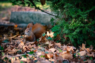 Eichhörnchen in einem Park mit Herbstlaub frisst eine Nuss.