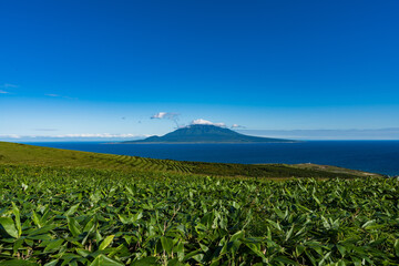 礼文島　ハイキング　岬めぐり