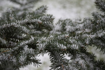 Christmas tree branches under snow background świerk choinka ośnieżone zielone gałęzie...