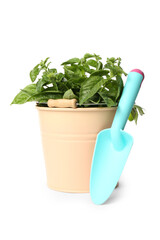 Green basil in bucket and garden trowel on white background