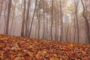 Beech and birch forest in foggy autumn morning