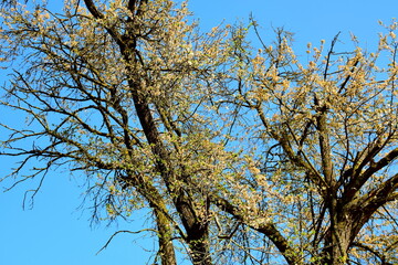 Beginnende Apfelblüte auf einem Baum im Frühling