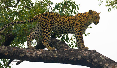 Beautiful Leopard climbs in a tree and survey her territory in natural habitat. Scene during a game...