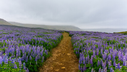 a path through a field of Lupinus in Skalanes, near Seydisfjordur, Iceland during a cloudy summer day