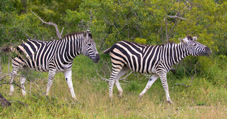 Obraz premium Two zebras walking in the african savannah. Scene at a game drive in National Park South Africa.