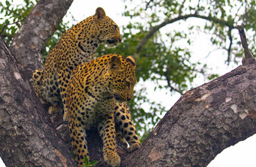 Two young leopards sit watchfully in the tree in a natural habitat.
Scene during a game drive in South Africa National Park.