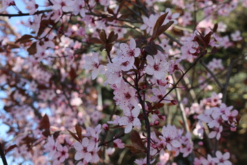 
Many pink flowers bloomed on the tree in spring in the garden