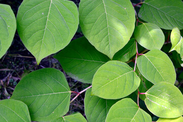 Background from large leaves. Garden shrub. Natural headpiece made of carved leaves. Back picture for writing text.