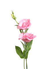 Obraz premium Beautiful fresh Eustoma flowers isolated on white