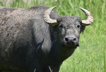 Water buffalo standing in a field looking at the camera