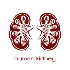 02_Nieren_Gehirn_darm