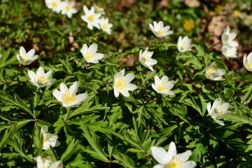 Weiße Blüten im Wald leuchten im Sonnenschein