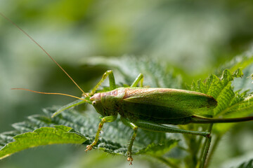 grasshopper on a leaf