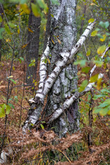 autumn in the forest