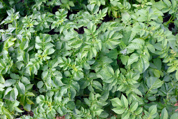 Background from potato leaves. Garden shrub euonymus. Natural headpiece made of carved leaves. Back picture for writing text.
